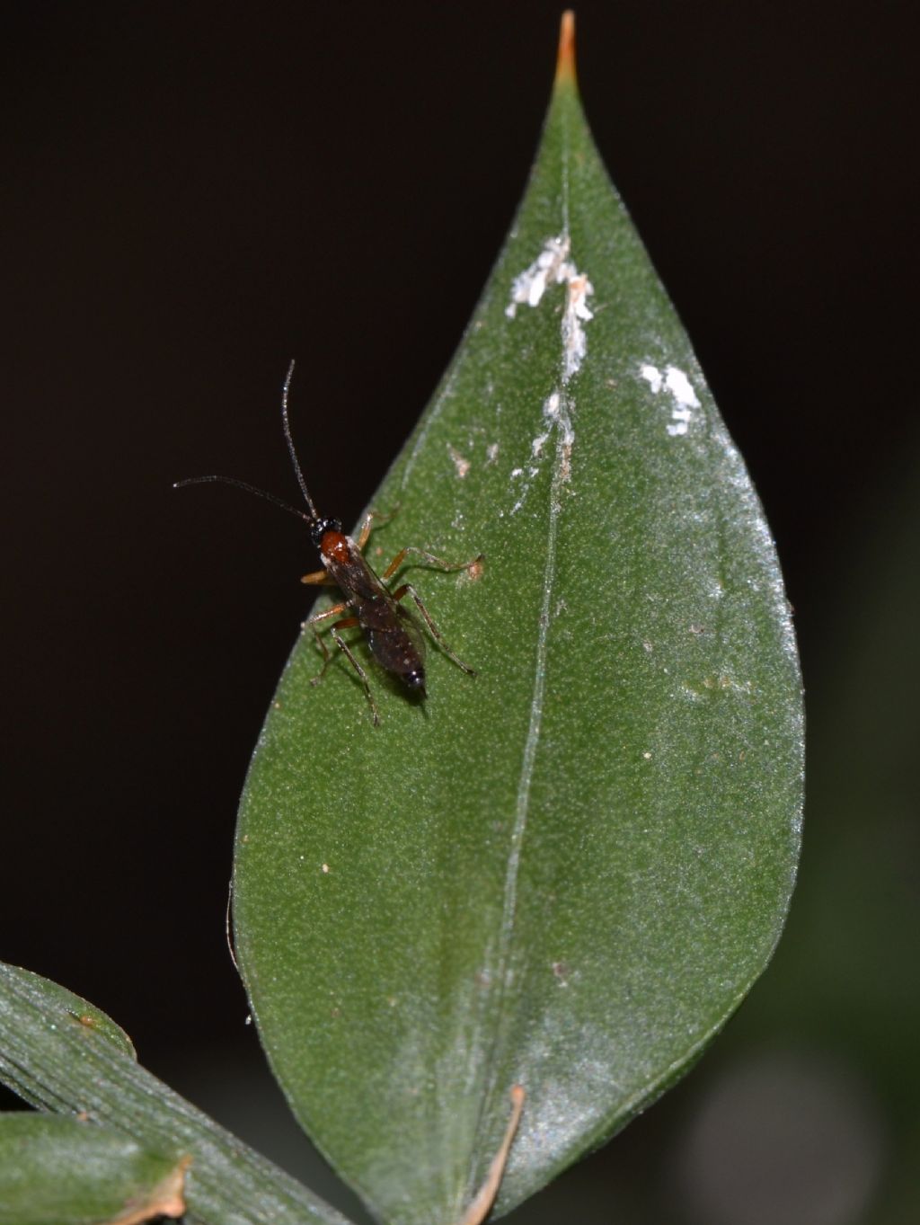 Ichneumonidae